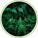 Bio Fertilizer